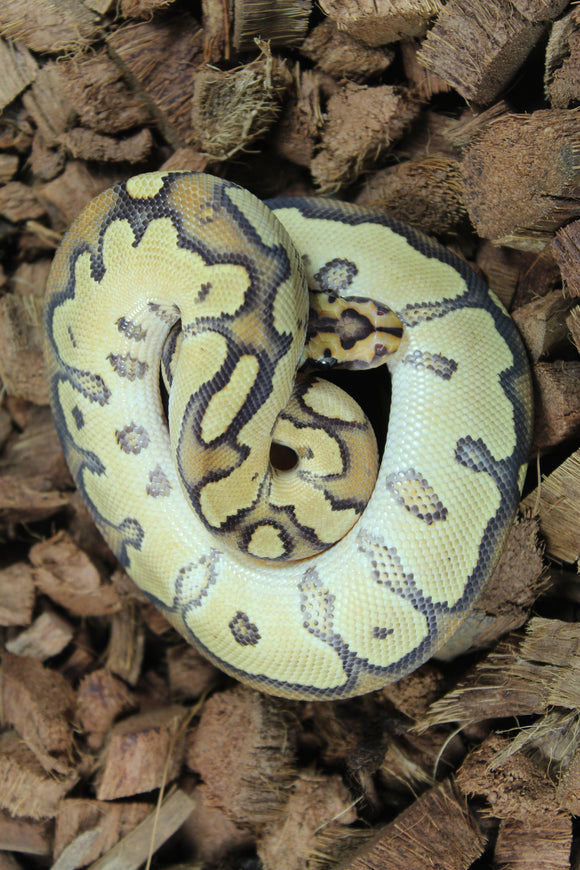 Piton Bola Clown Fire Het Lavender Macho ID R4-06