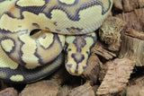 Piton Bola Clown Fire Het Lavender Macho ID R4-06
