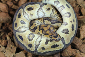 Piton Bola Clown Het Lavender Macho ID R5-04