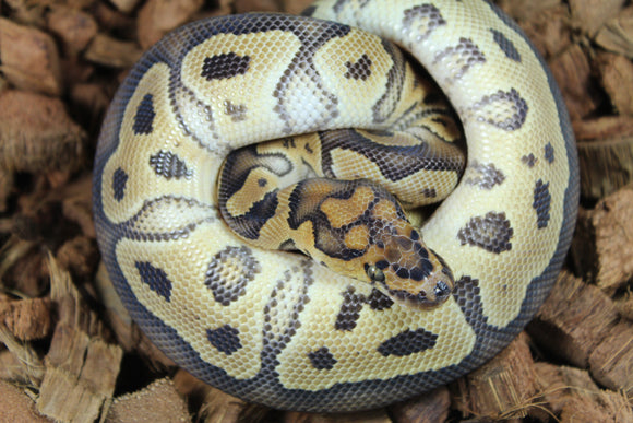 Piton Bola Clown Het Lavender Macho ID R5-04