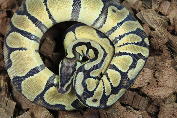 Piton Bola Enchi Pastel Het Sunset Hypo Macho ID R5-15
