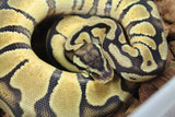 Piton Bola Enchi Pastel Het Sunset Hypo Macho ID R5-15