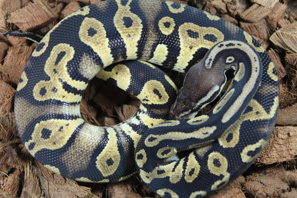 Piton Bola Pastel Blackhead Het Sunset Hypo Macho ID R5-16