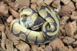 Piton Bola Pastel Enchi Redstripe Het DG Macho ID R5-19