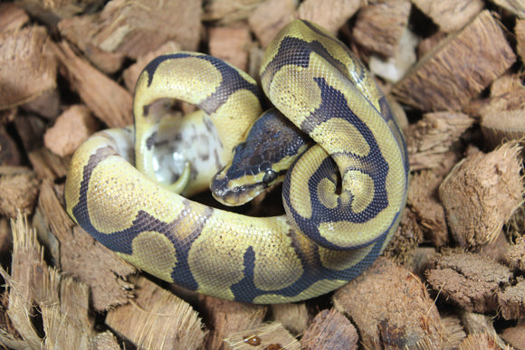 Piton Bola Pastel Enchi Redstripe Het DG Macho ID R5-19