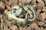 Piton Bola Pastel Enchi Redstripe Het DG Macho ID R5-19