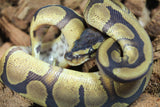 Piton Bola Pastel Enchi Redstripe Het DG Macho ID R5-19