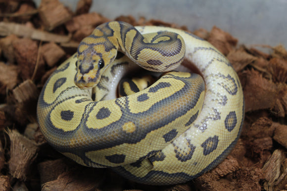 Piton Bola Hypo Clown Het Pied Macho ID R3-01