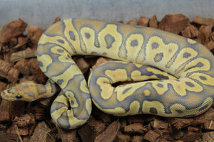 Piton Bola Hypo Clown Het Pied Hembra ID R3-03