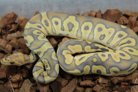 Piton Bola Hypo Clown Het Pied Hembra ID R3-03