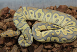 Piton Bola Hypo Clown Het Pied Hembra ID R3-03