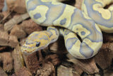 Piton Bola Hypo Clown Het Pied Hembra ID R3-03