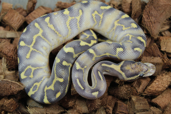 Piton Bola Freeway Super GHI Leopard Enchi Fire Hembra ID R4-02