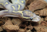 Piton Bola Freeway Super GHI Leopard Enchi Fire Hembra ID R4-02