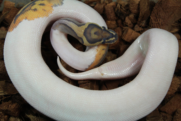 Piton Bola Hypo Pied Het Clown Hembra ID R11-15