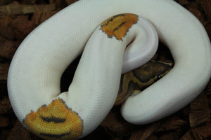 Piton Bola Hypo Pied Het Clown Hembra ID R11-19