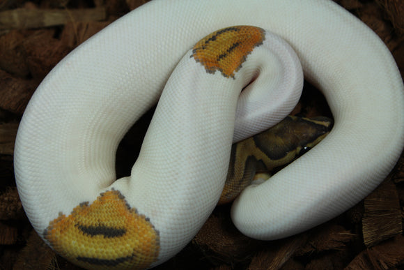 Piton Bola Hypo Pied Het Clown Hembra ID R11-19