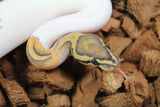 Piton Bola Hypo Pied Het Clown Hembra ID R11-19