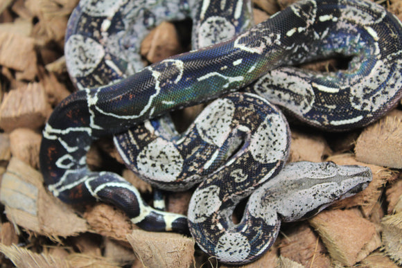 Boa Colombiana IMG Macho ID R3-08