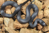 Rey Negra Mexicana Macho ID RC-27