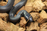 Rey Negra Mexicana Macho ID RC-27