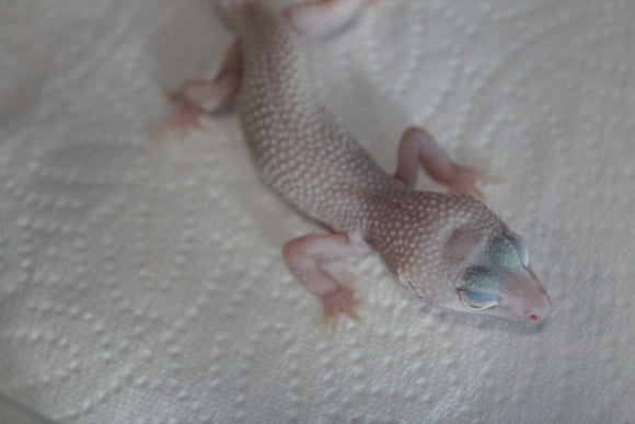 Gecko Leopardo Diablo Blanco Snake Eye ID R13-19