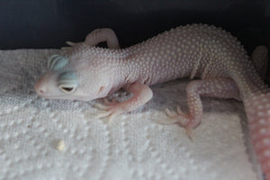 Gecko Leopardo Diablo Blanco Snake Eye ID R13-20