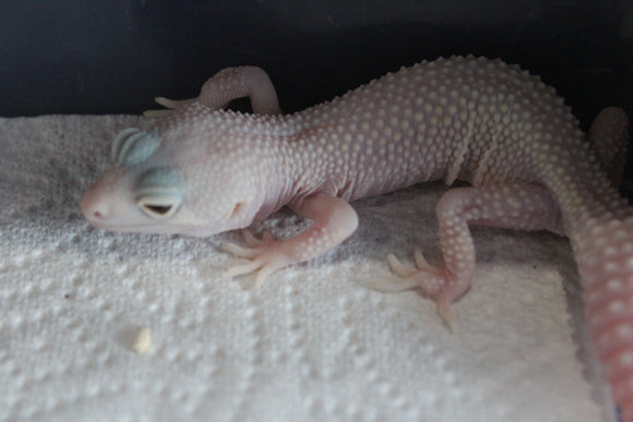 Gecko Leopardo Diablo Blanco Snake Eye ID R13-20
