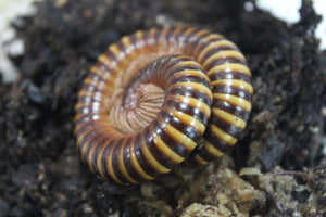 Milpies Gigante Africano Dorado
