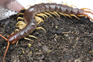 Cienpies Flama de Thailandia (Scolopendra Dehanii)