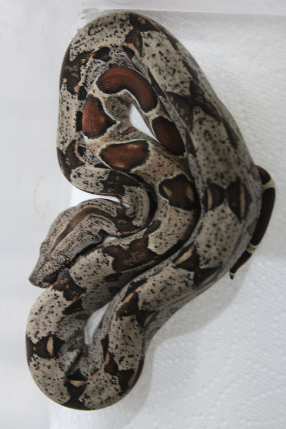 Boa Colombiana Hypo IMG Het Albino Khal  Hembra ID R4-09