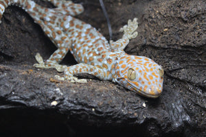 Gecko Tokay GRANDE !