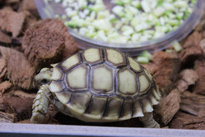 Tortuga Sulcata (centrochelys Sulcata)