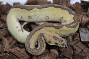 Piton Bola Leopard Lesser Super Redstripe Clown Hembra ID R11-01