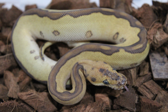 Piton Bola Leopard Lesser Super Redstripe Clown Hembra ID R11-01