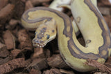 Piton Bola Leopard Lesser Super Redstripe Clown Hembra ID R11-01