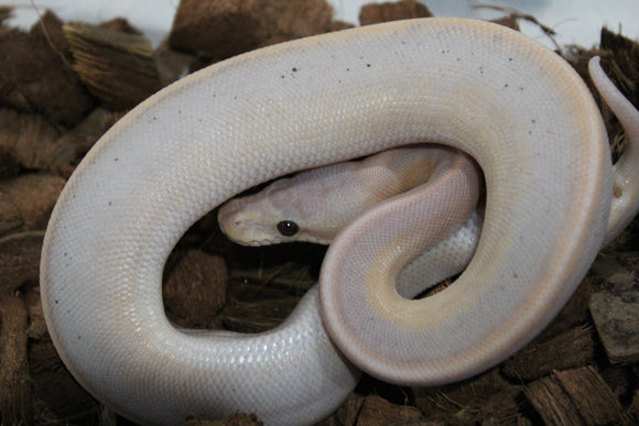 Piton Bola Banana Cinnamon Genetic Stripe Macho ID R11-05