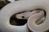 Piton Bola Banana Cinnamon Genetic Stripe Macho ID R11-05
