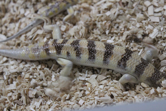 Pez de Arena (Sandfish)