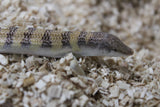 Pez de Arena (Sandfish)