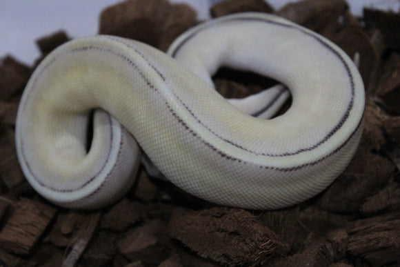 Piton Bola Genetic Stripe Super Pastel Yellowbelly Hembra ID R3-20