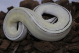 Piton Bola Genetic Stripe Super Pastel Yellowbelly Hembra ID R3-20