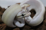 Piton Bola Genetic Stripe Super Pastel Yellowbelly Hembra ID R3-20