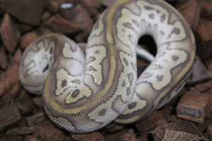 Piton Bola Clown Leopard Redstripe Lesser Macho ID R3-11