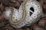 Piton Bola Clown Leopard Redstripe Lesser Macho ID R3-11