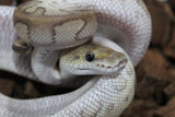 Piton Bola Clown Leopard Redstripe Lesser Macho ID R3-11