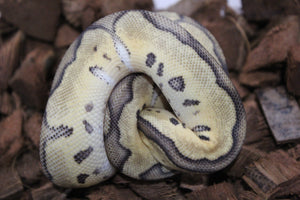 Piton Bola Clown Leopard Pastel Het Lavender Hembra ID R3-10