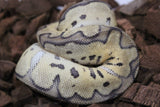Piton Bola Clown Leopard Pastel Het Lavender Hembra ID R3-10