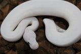 Piton Bola Pied Candy Pinto Macho ID R3-02