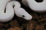 Piton Bola Pied Candy Pinto Macho ID R3-02